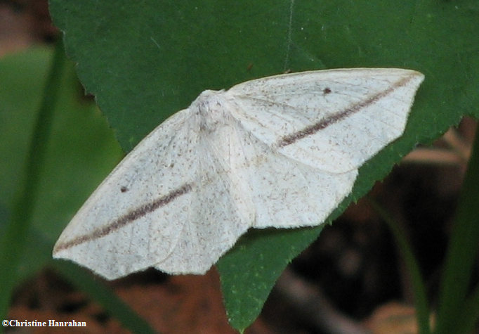 White slantline  moth (Tetracis cachexiata)