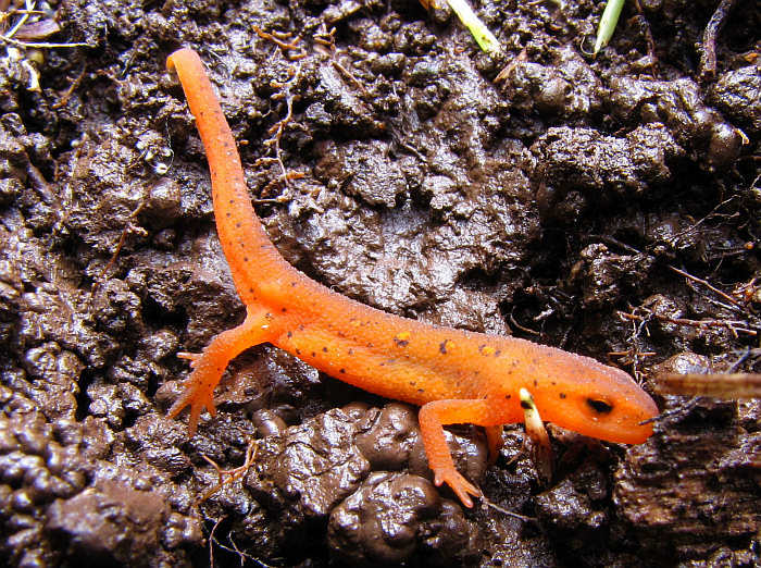 Red eft/ Red-spotted newt (Notophthalmus viridescens)