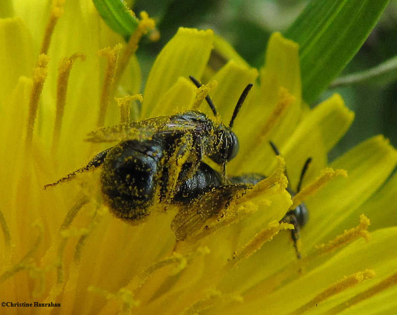 Pollen-covered mating bees