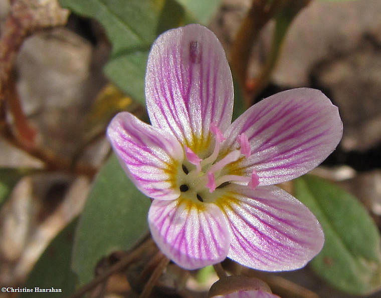 Spring beauty  (Claytonia caroliniana)