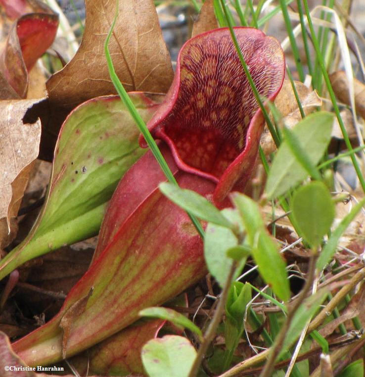 Pitcher plant   (Sarracenia purpurea)