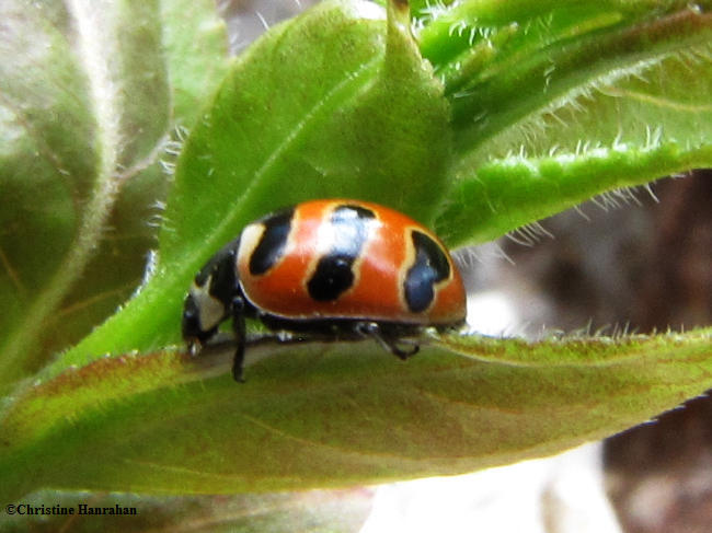 Three-banded ladybeetle (Coccinella trifasciata)