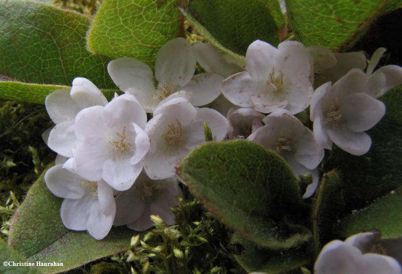 Trailing arbutus (Epigaea repens)