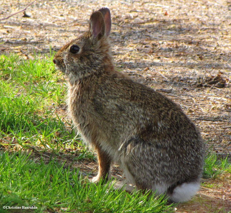 Eastern cottontail rabbit  (Sylvilagus floridanus)