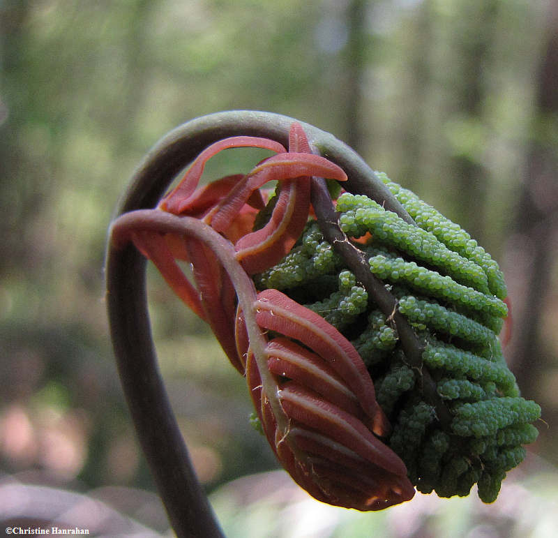 Royal fern (Osmunda regalis)