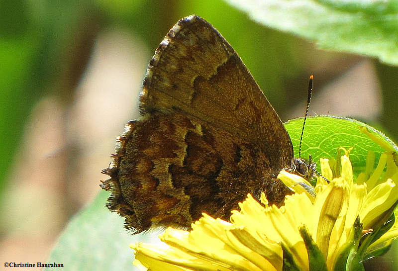 Eastern pine elfin (Callophrys niphon)