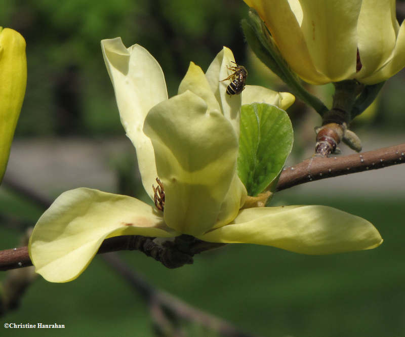 Bee on magnolia bloom