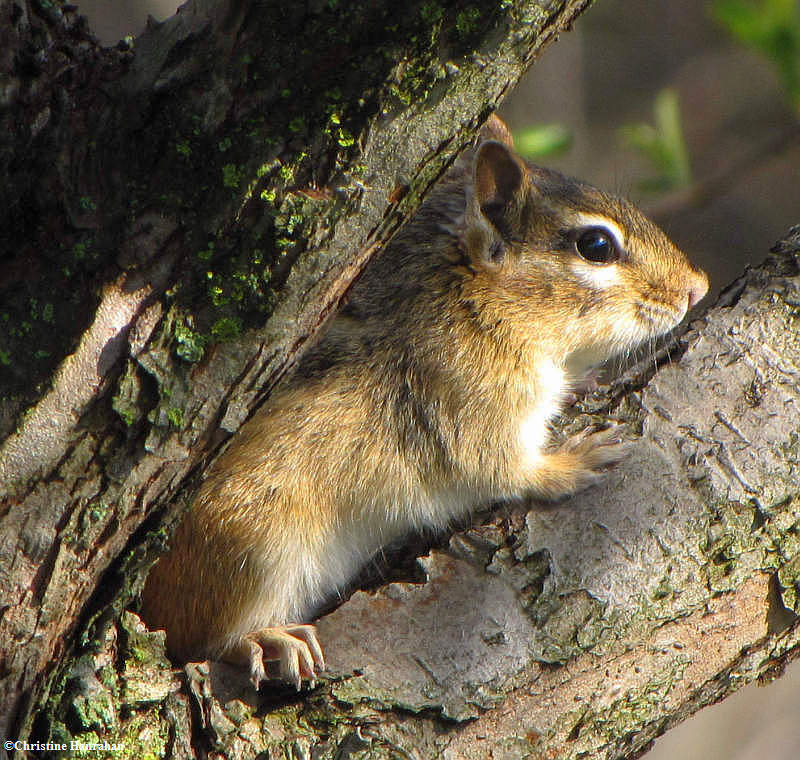 Chipmunk