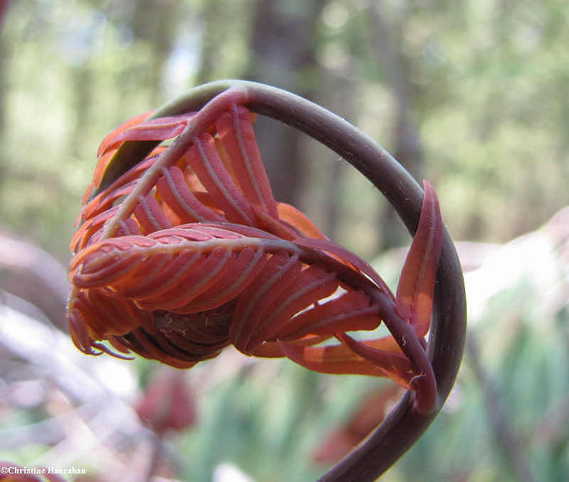 Royal fern (Osmunda regalis)