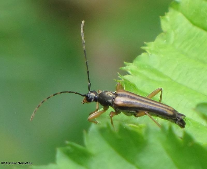 Flower Longhorn beetle (Analeptura lineola)