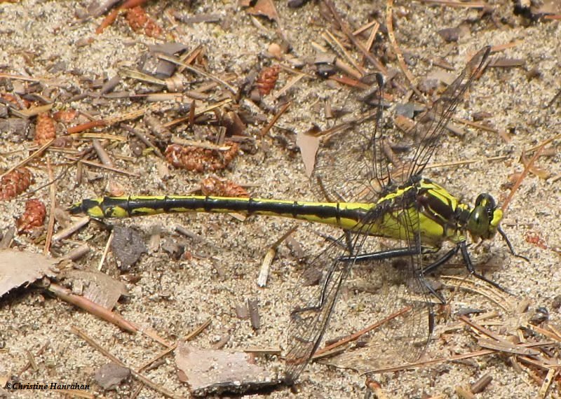 Black-shouldered spinyleg, female  (Dromogomphus spinosus)