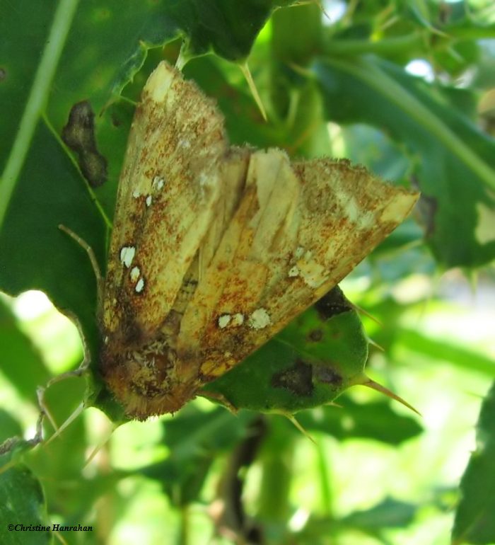 Wild indigo borer moth (Papaipema baptisiae), #9485