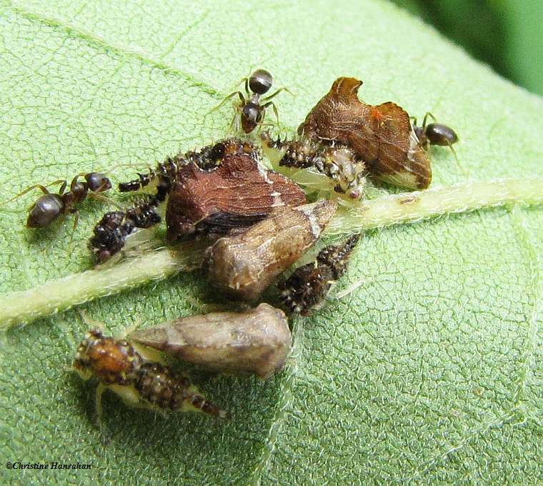 Treehopper adults and nymphs (Entylia) being tended by ants