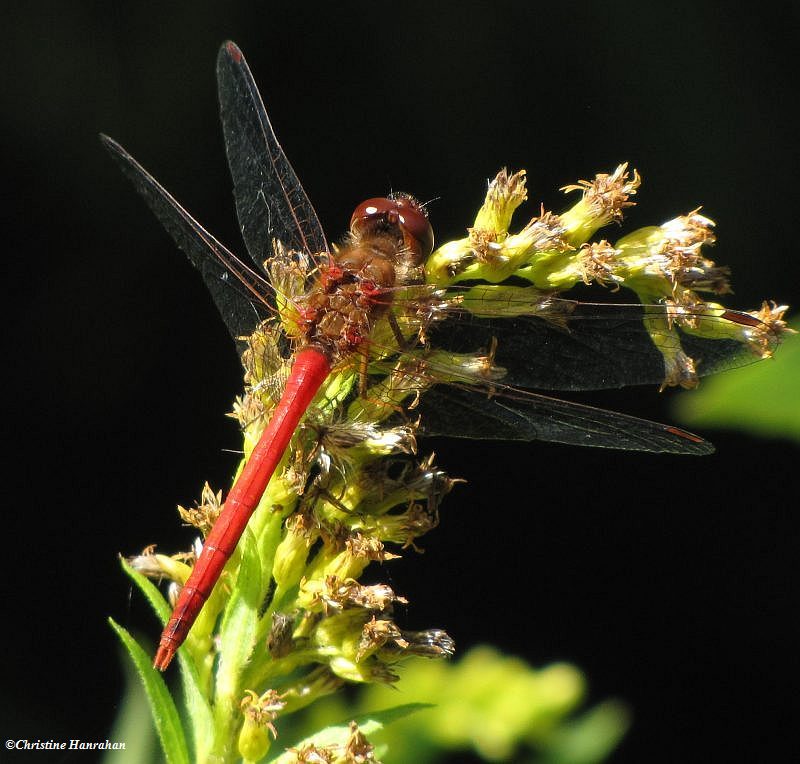 Autumn meadowhawk (Sympetrum vicinum)