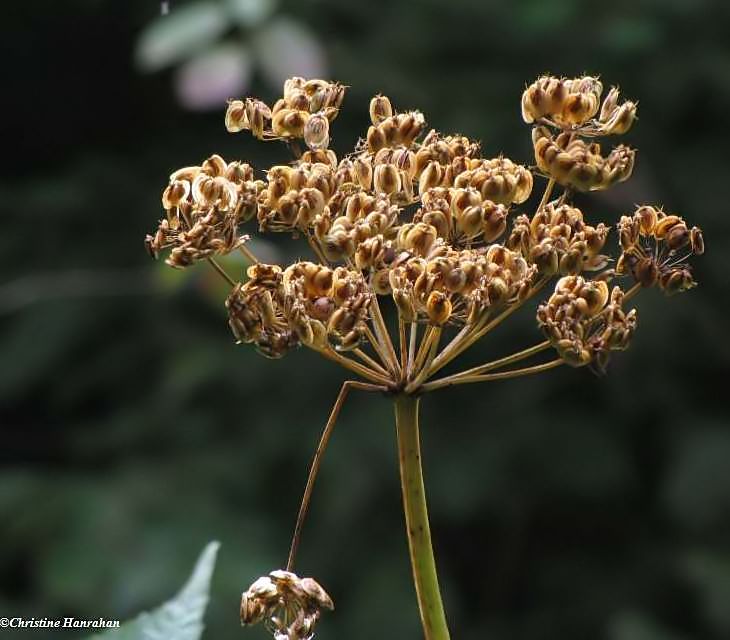Cow parsnip seeds (Heracleum maximum)