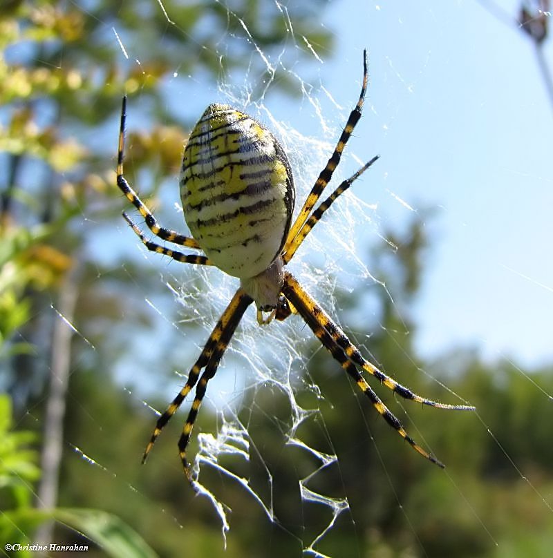 Banded  argiope (<em>Argiope trifasciata</em>), female