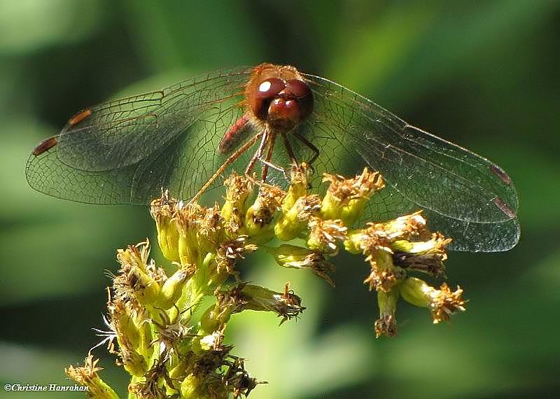 Autumn meadowhawk (Sympetrum vicinum) on goldenrod