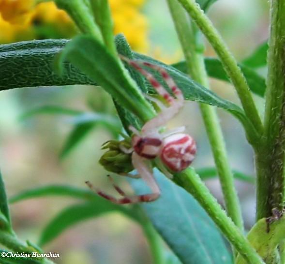 Crab spider (Mecaphesa sp.)