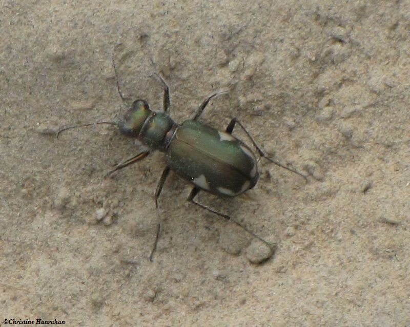 Tiger beetle (Cicindela scutellaris)