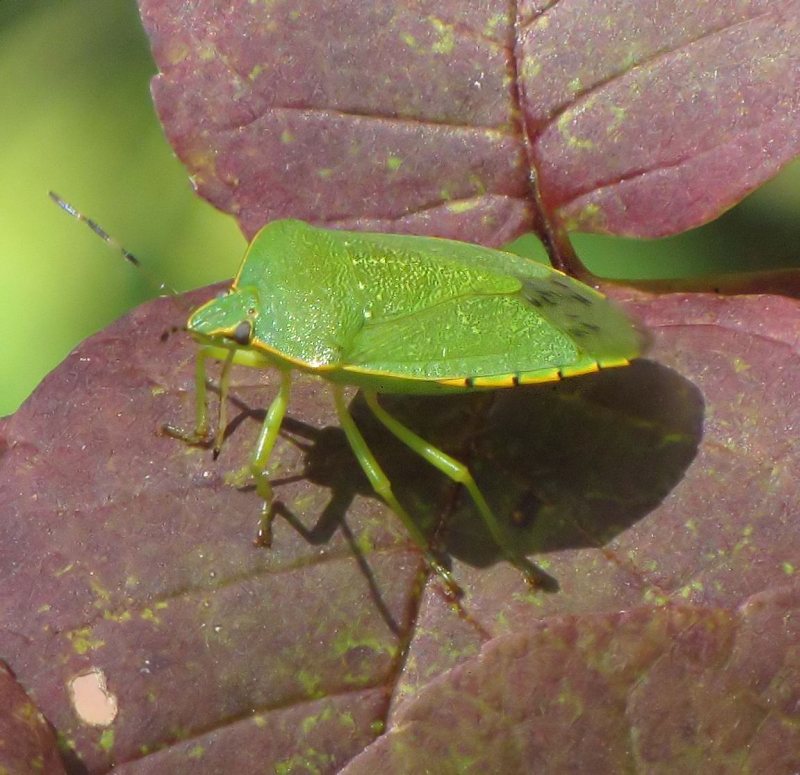 Large Green stinkbug (Chinavia hilaris)