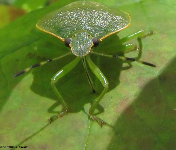 Large Green stinkbug (Chinavia hilaris)