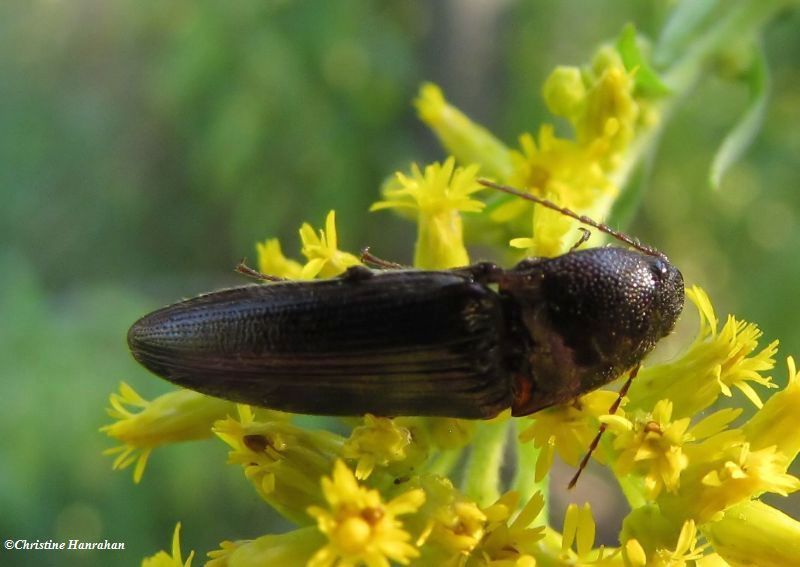 Click beetle (Melanotus sp.)