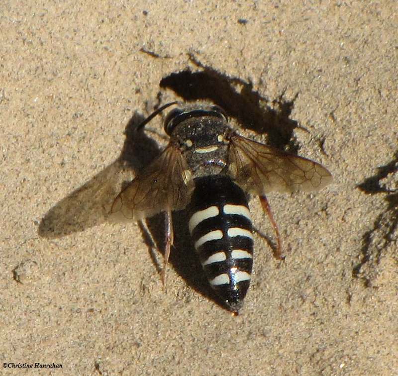 Sand wasp (Bicyrtes) at entrance to nest hole
