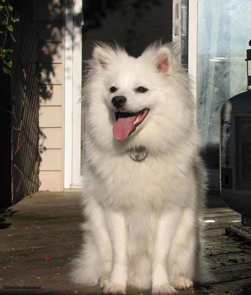 Toby