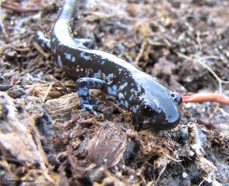 Blue-spotted salamander (Ambystoma laterale)