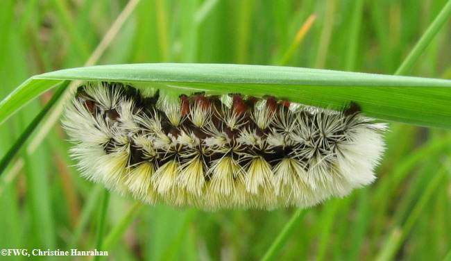 Virginia ctenucha moth caterpillar (Ctenucha virginica)