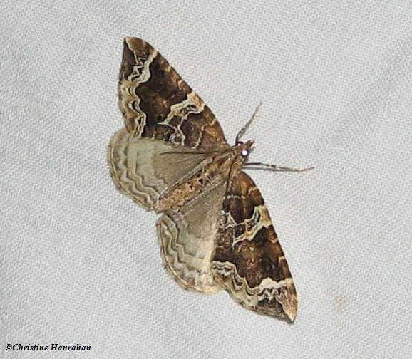 Small phoenix moth (Ecliptopera silaceata albolineata), #7213