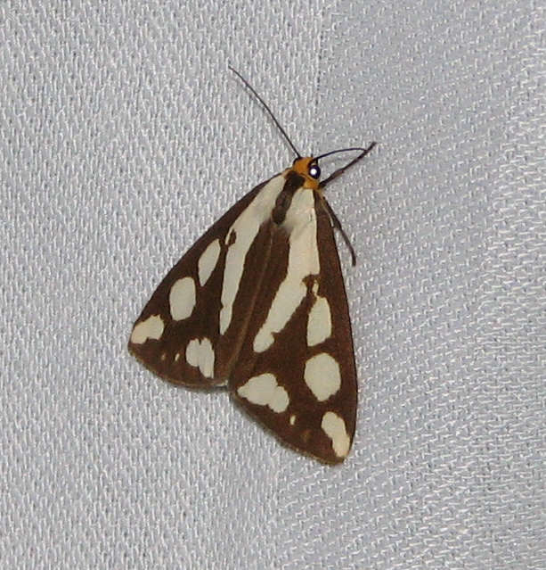 Confused  haploa moth (Haploa confusa), #8112