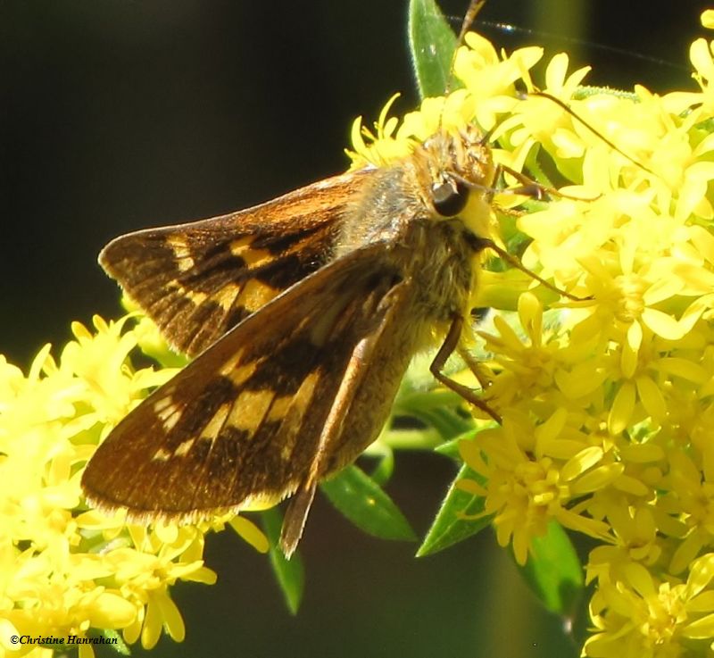 Skippers of Larose Forest