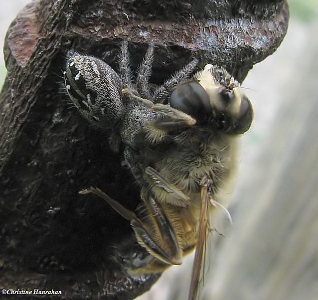 Jumping spider (Phidippus purpuratus) with Eristalis tenax