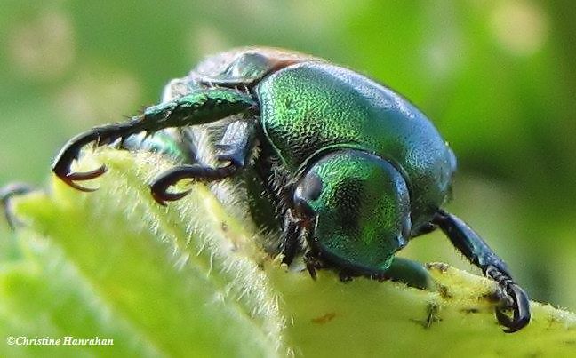 Japanese beetle  (Popillia japonica)