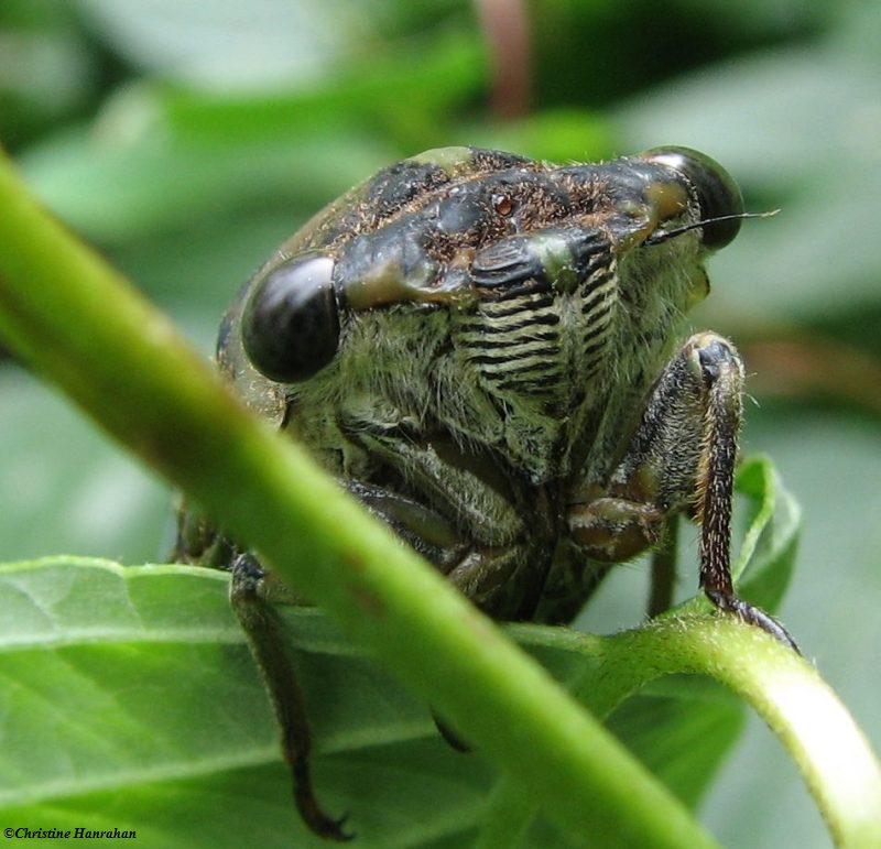 Cicadas (Cicadidae)