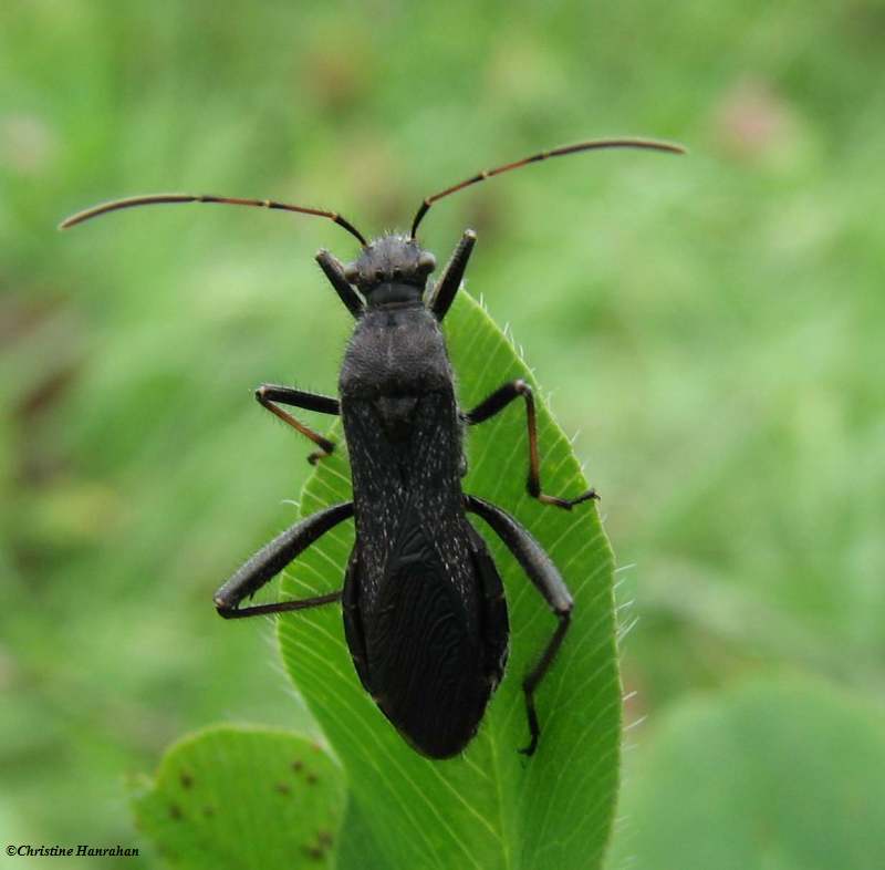 Broad-headed bug  (Alydus eurinus)