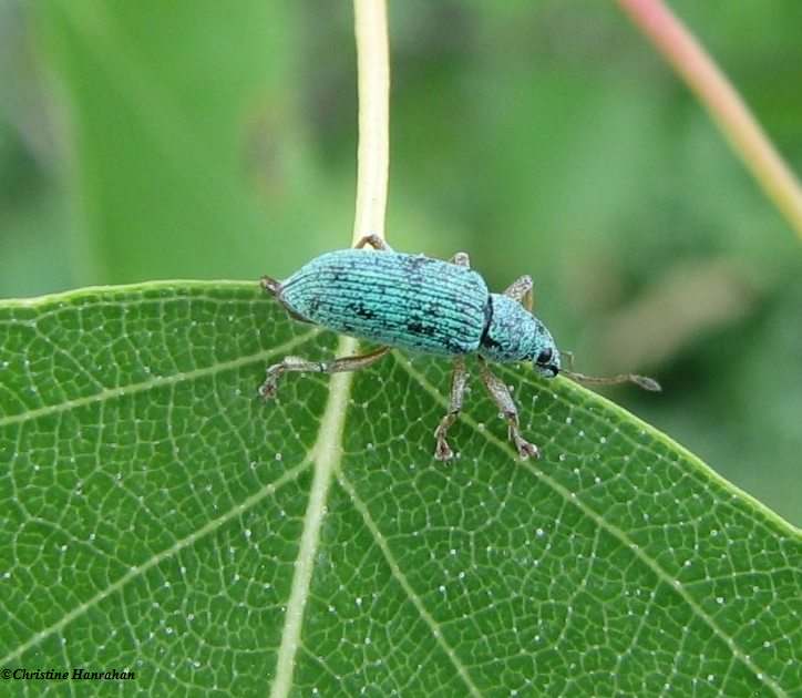 Pale Green Weevil (Polydrusus impressifons)