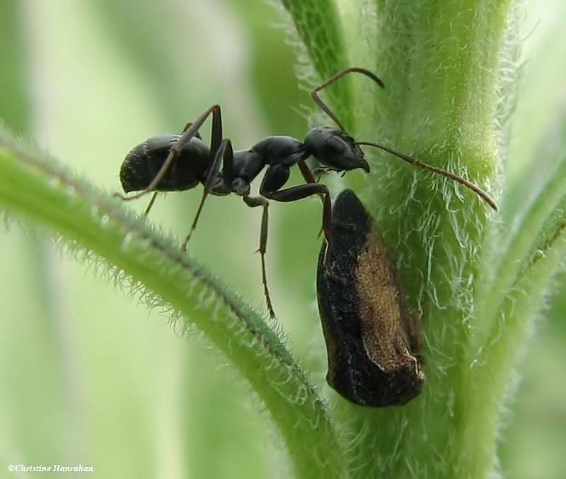 Treehopper (<em>Publilia</em>) and ant
