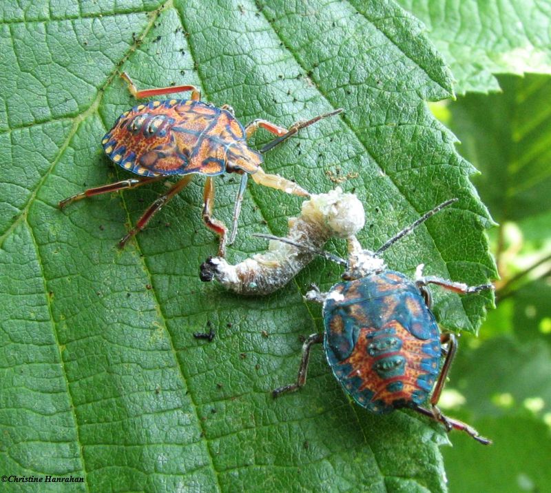 Two stinkbug nymphs, (Apoecilus?), feeding on a caterpillar