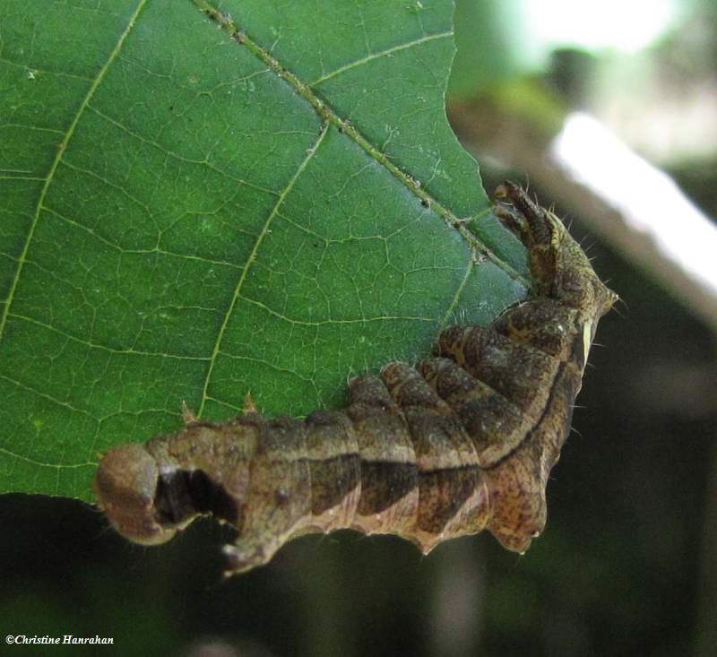 Black-blotched Schizura caterpillar (Oedemasia leptinoides), #8011
