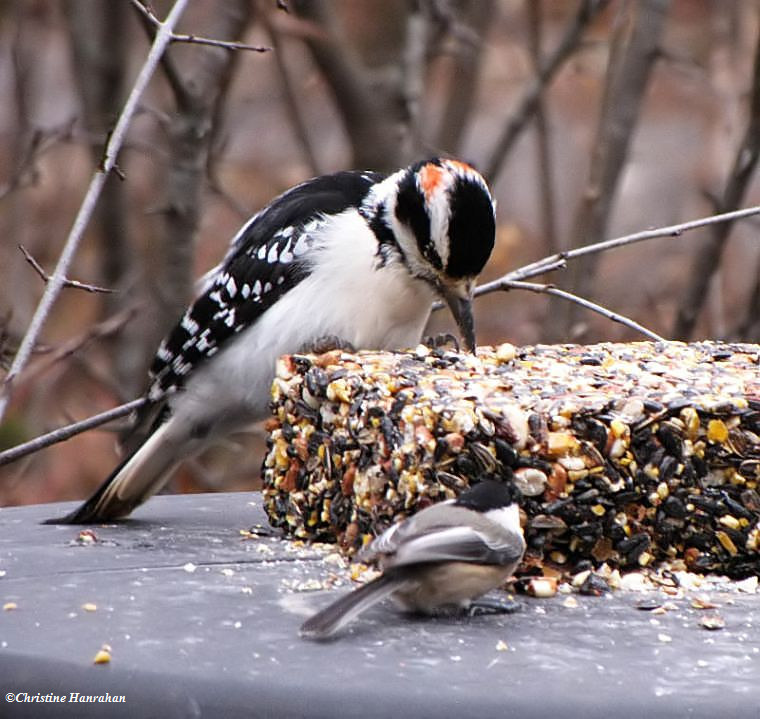 Sharing a snack:  Hairy woodpecker, male, and Black-capped chickadee