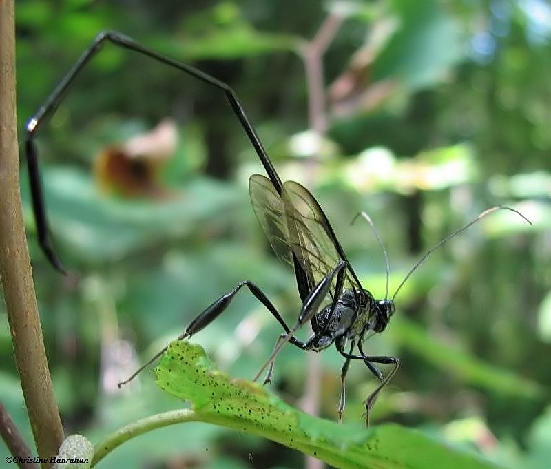 Pelecinid wasp (Pelecinus polyturator) female