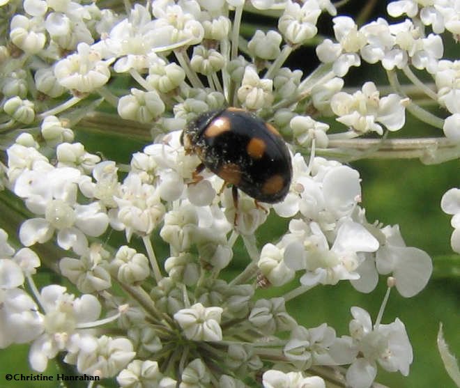 Brachiacantha Ladybeetle (Brachiacantha sp.)
