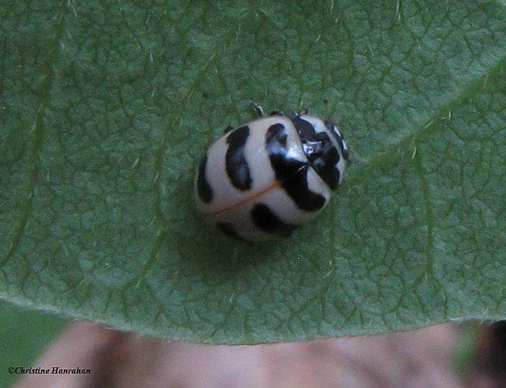 Three-banded ladybeetle (Coccinella trifasciata)