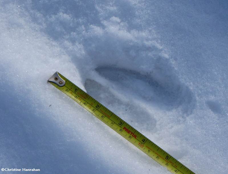 White-tailed deer (Odocoileus virginianus)  track in fresh snow