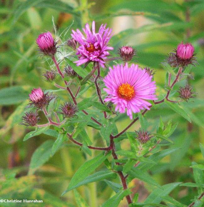 Aster, New England (Aster novae-angliae)