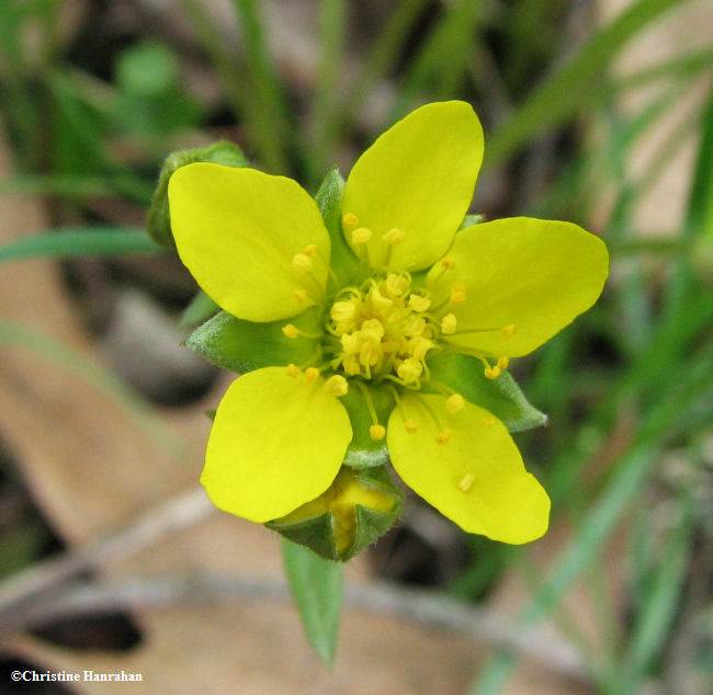 Barren-ground strawberry (Waldsteinia fragarioides)