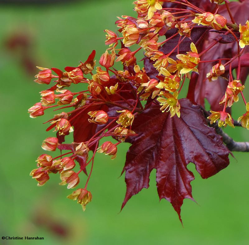 Norway maple