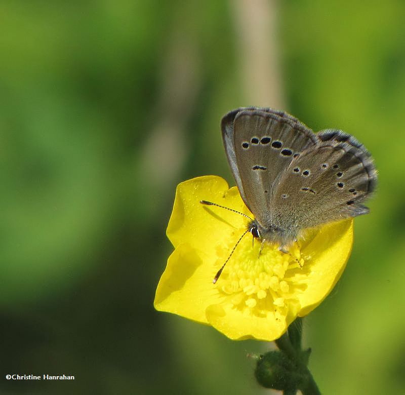 Silvery blue on buttercup